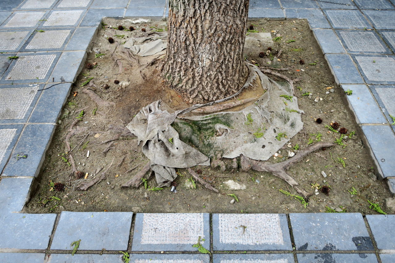 HIGH ANGLE VIEW OF DEAD TREE ON SIDEWALK
