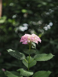 Close-up of pink flowering plant