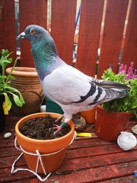 Close-up of bird perching on potted plant