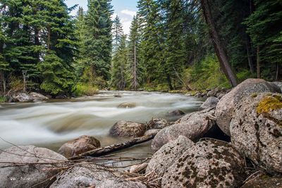 Scenic view of waterfall in forest