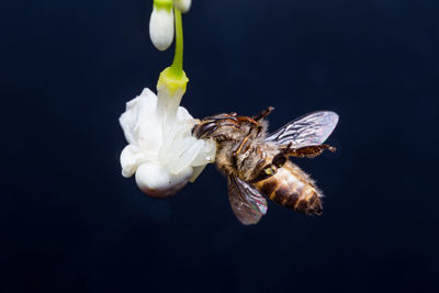 Close-up of insect on flower against black background
