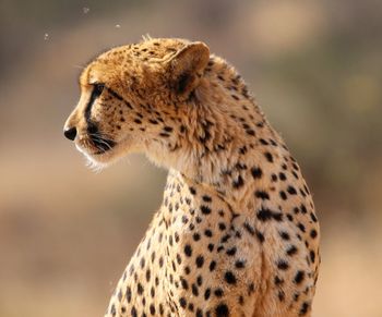 Cheetah looking away