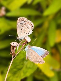Close-up of butterfly pollinating flower