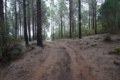 Dirt road amidst trees in forest