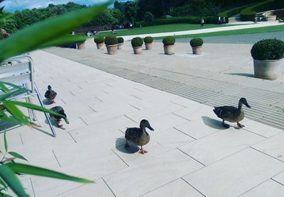 High angle view of birds perching on tree