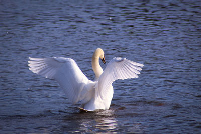 White swan in a lake animal behaviour 