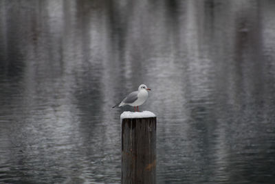 Bird perching on wooden post in lake