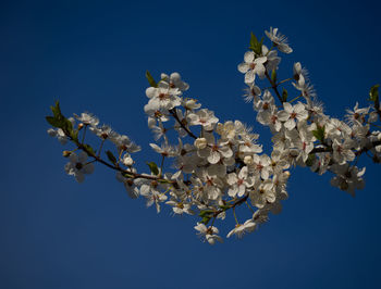 Low angle view of cherry blossom against clear blue sky