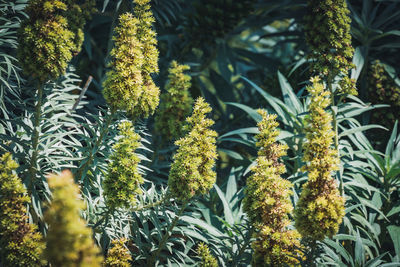 Close-up of fresh green plants