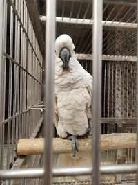 Close-up of parrot in cage