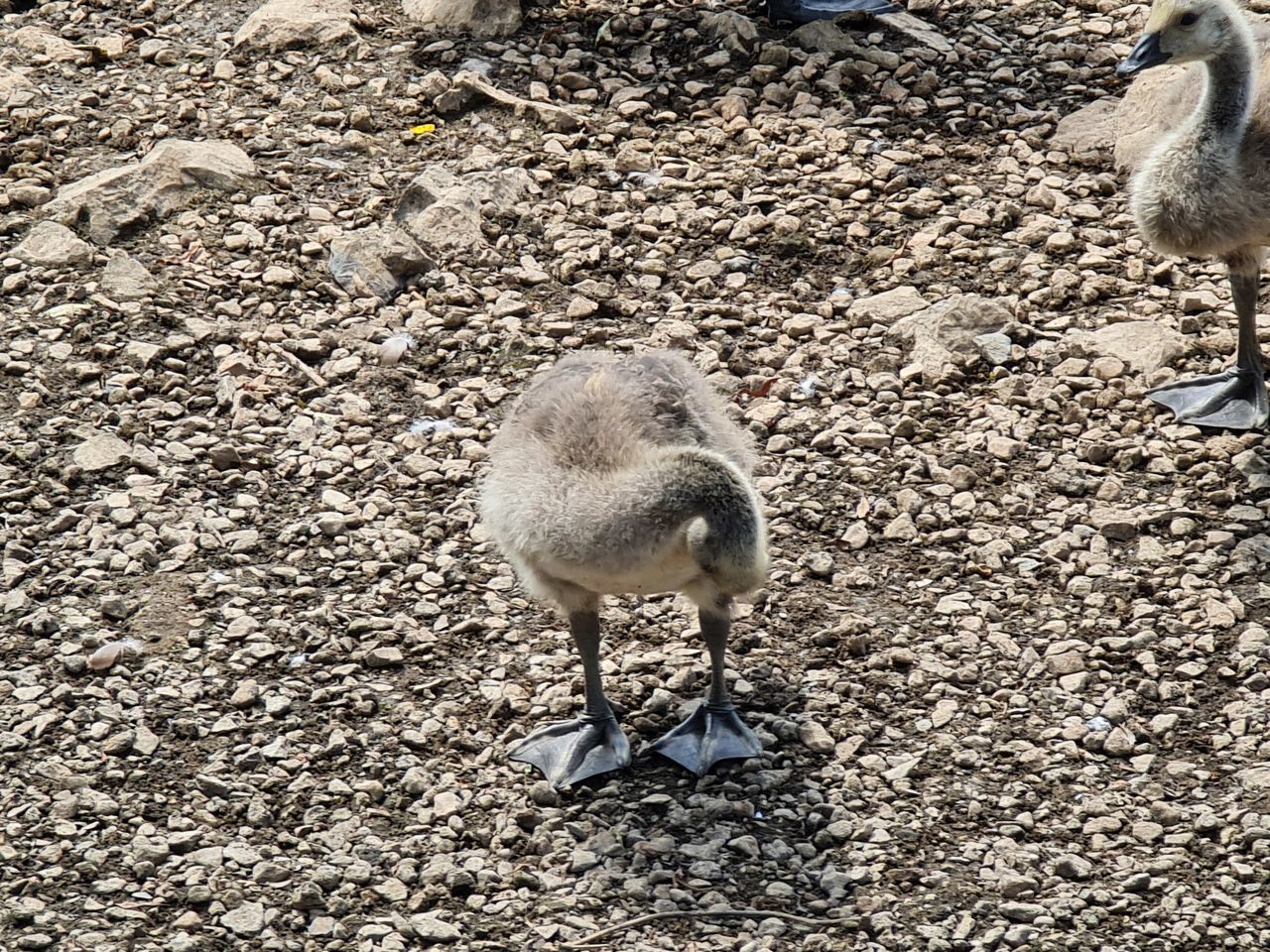 HIGH ANGLE VIEW OF BIRD ON GROUND