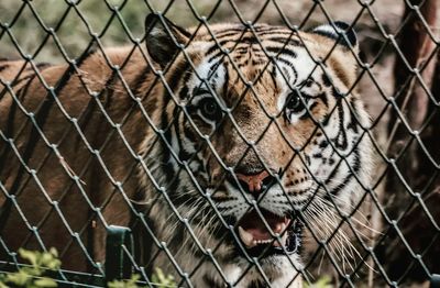 Close-up of horse seen through chainlink fence