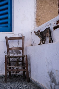 Cat sitting on chair against wall