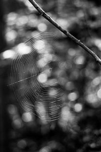 Close-up of spider web against blurred background