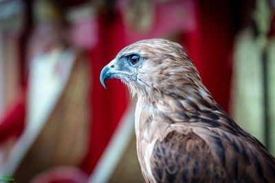 Close-up of eagle against blurred background