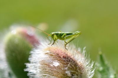 Close-up of insect on flower