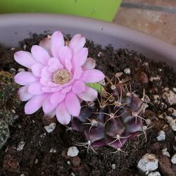 High angle view of pink flower on field