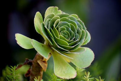 Close-up of green plant