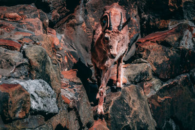Close-up of lizard on rock