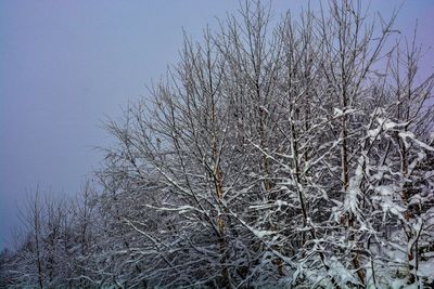 Bare tree against clear sky during winter