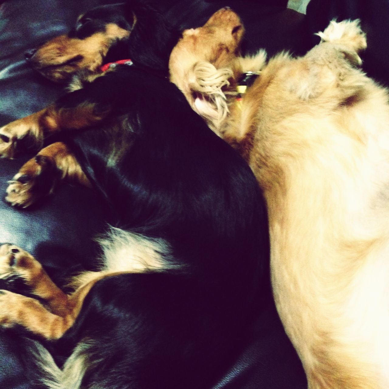 CLOSE-UP OF DOGS RELAXING ON CARPET