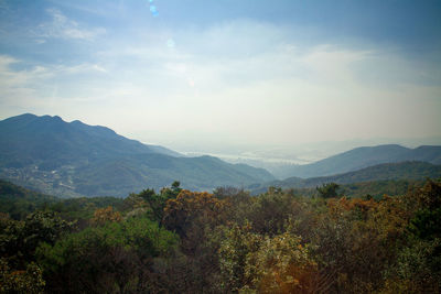 Trees on landscape against mountain range
