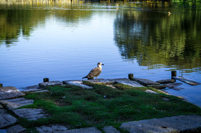 Swan perching on lake