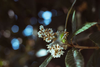 Close-up of cherry blossom