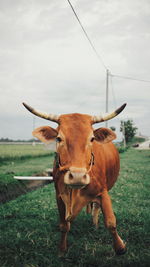 Cow standing in a field