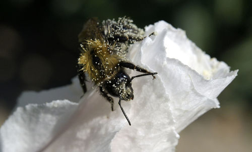 Close-up of insect on white flower