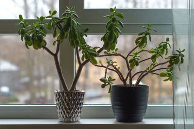 Close-up of potted plant