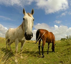 Horses grazing on grassy field against cloudy sky