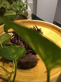 Close-up of plant on table