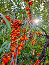 Orange fruits on tree