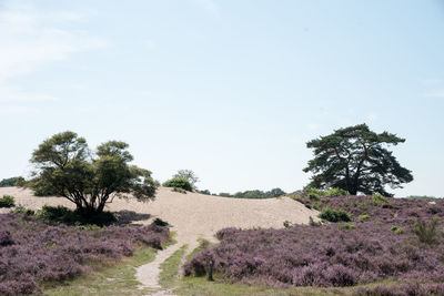 Trees on field against sky