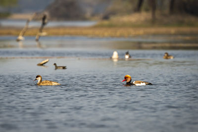 Ducks swimming in lake