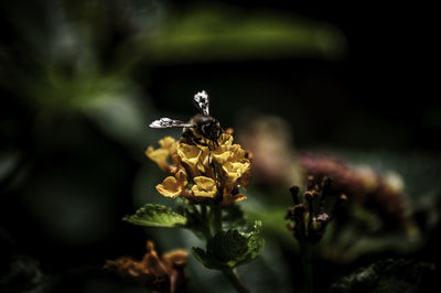 Close-up of bee on flower