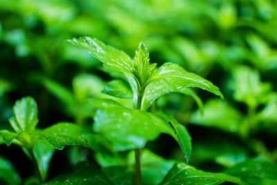 Close-up of leaves on grass