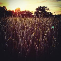 Plants growing on field against sky at sunset