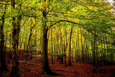 Trees in forest during autumn