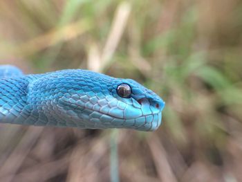 Head of trimeresurus insularis