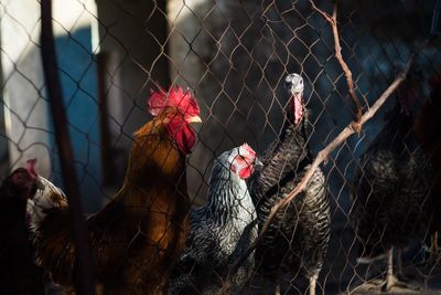 Close-up of rooster in cage