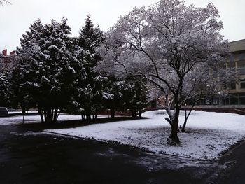 Trees on snow covered city against sky