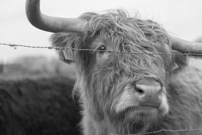 Close-up of cow on field