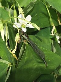 Close-up of insect on leaf