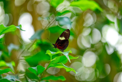 Close-up of butterfly on plant