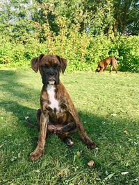 Dog sitting on field