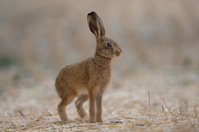 Close-up of rabbit on field