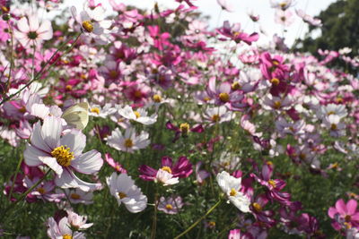 Close-up of cosmos