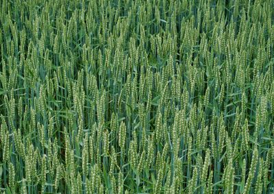 Full frame shot of wheat crop on field